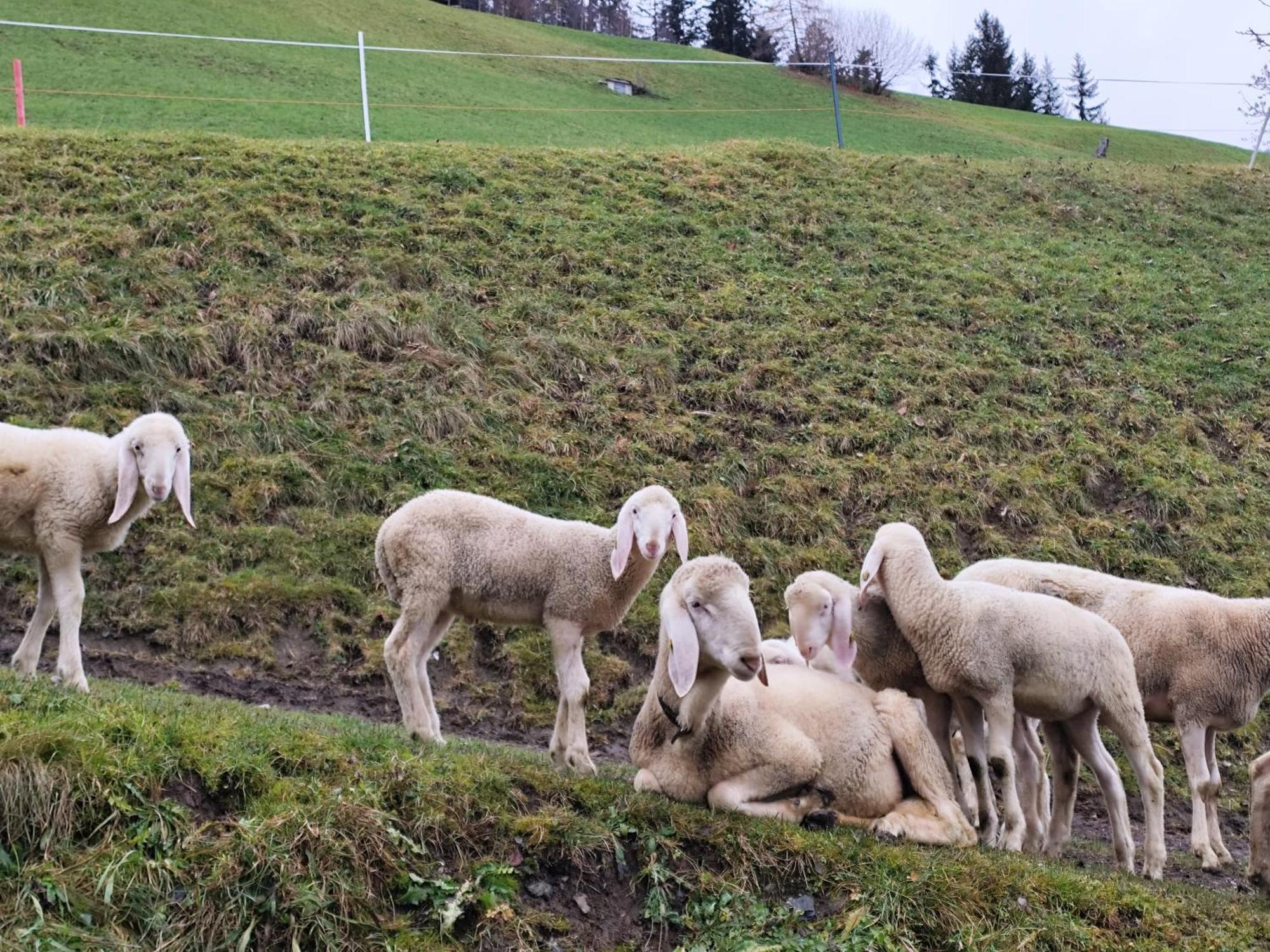 Wieshof Kaltenbach Buitenkant foto